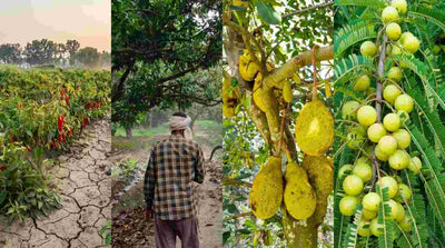 The Philosophy Behind Gramin Roots