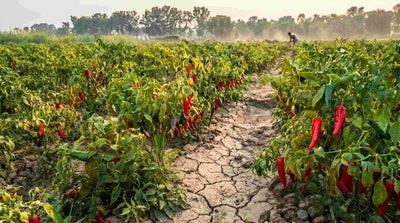 Why Seasonal Crops Matter